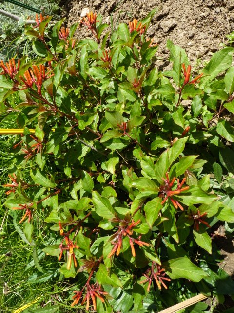 Amelia diversifolia (3)